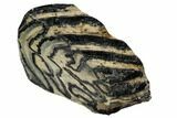 Polished Mammoth Molar Slice - South Carolina #106403-1